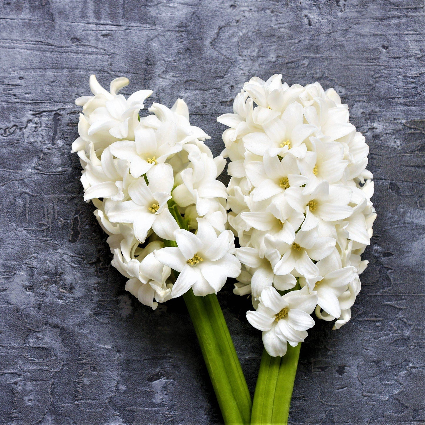Hyacinth - White Pearl