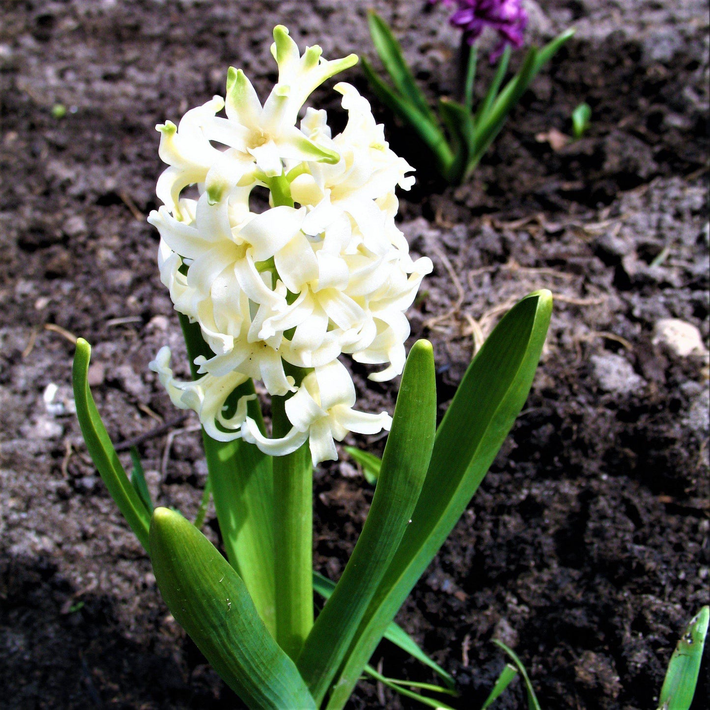 Hyacinth - Sweet Berries Mix