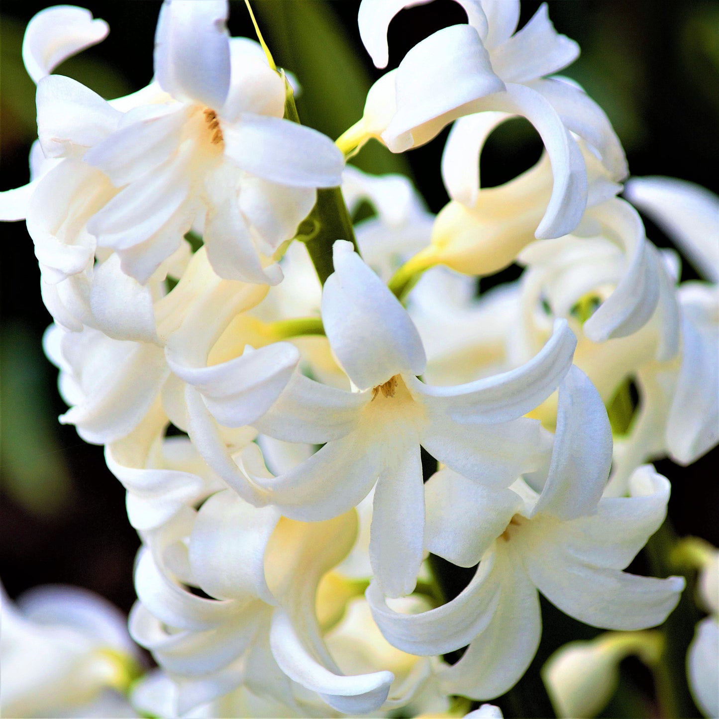 Hyacinth - White Pearl