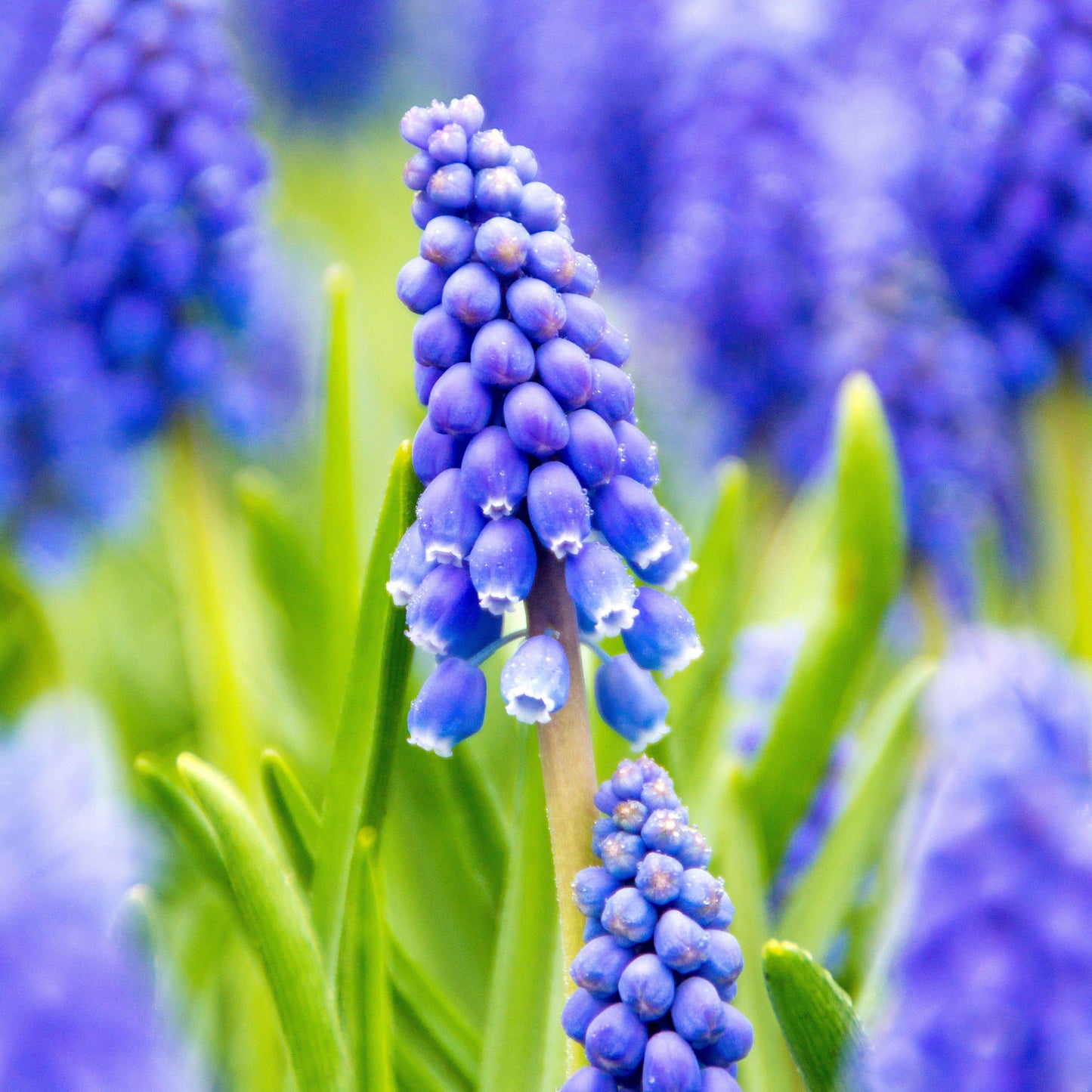 Blue Grape Hyacinth - PreOrder
