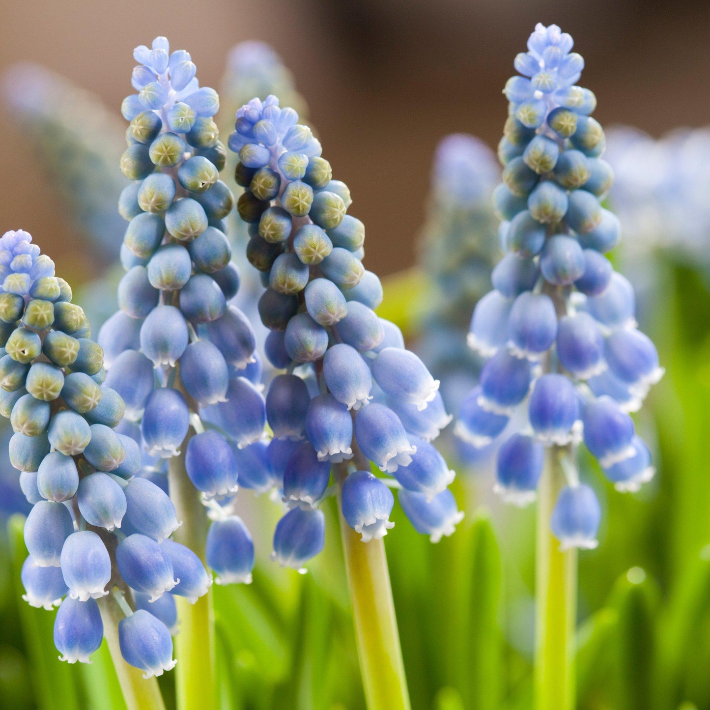 Blue Grape Hyacinth - PreOrder