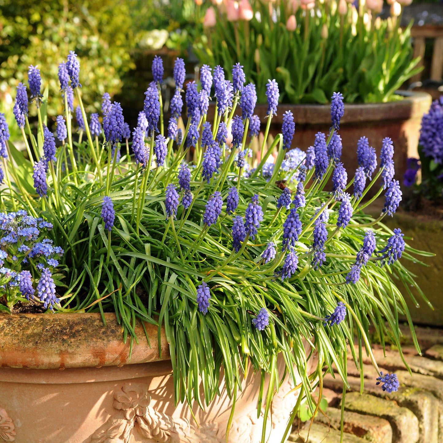 Blue Grape Hyacinth - PreOrder