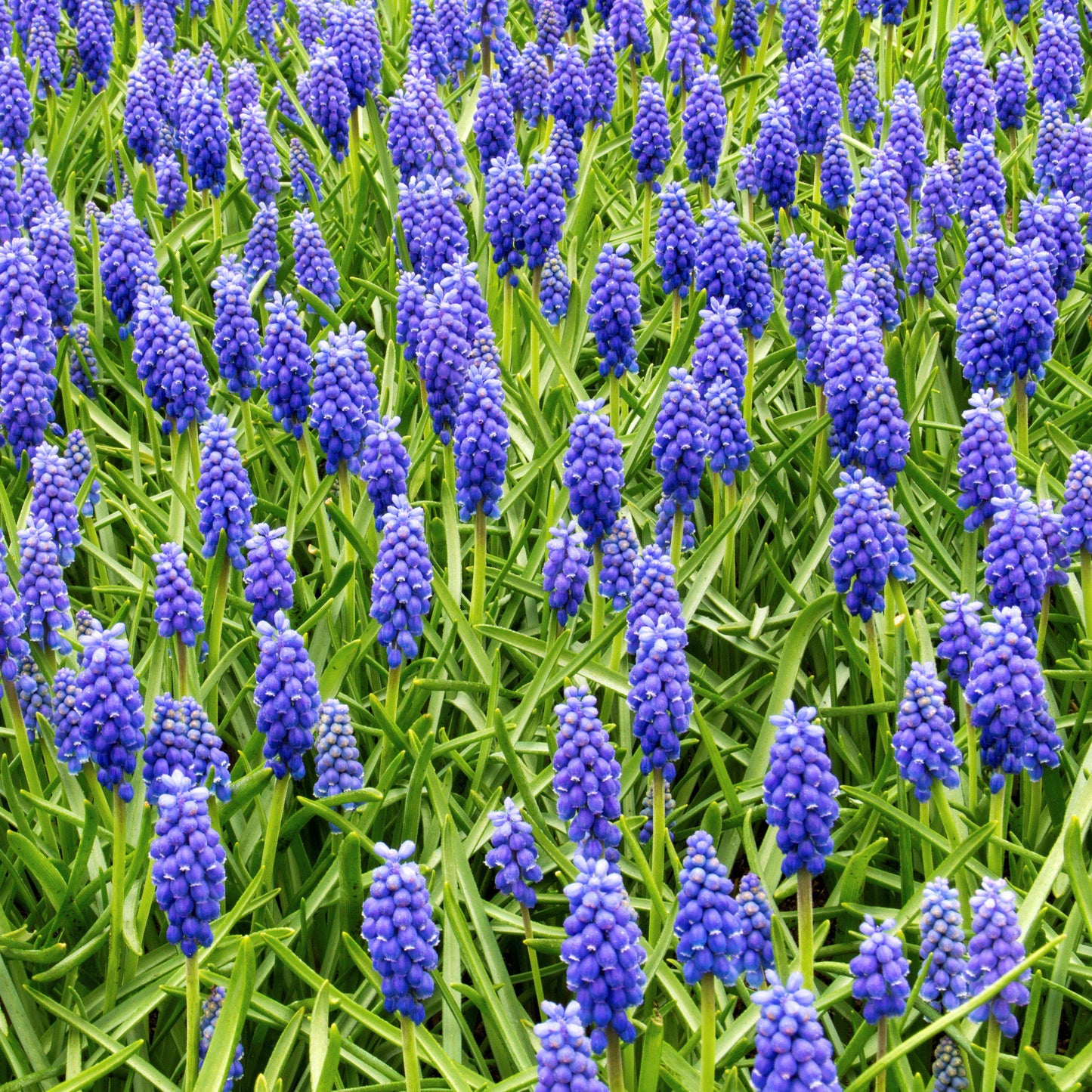Blue Grape Hyacinth - PreOrder