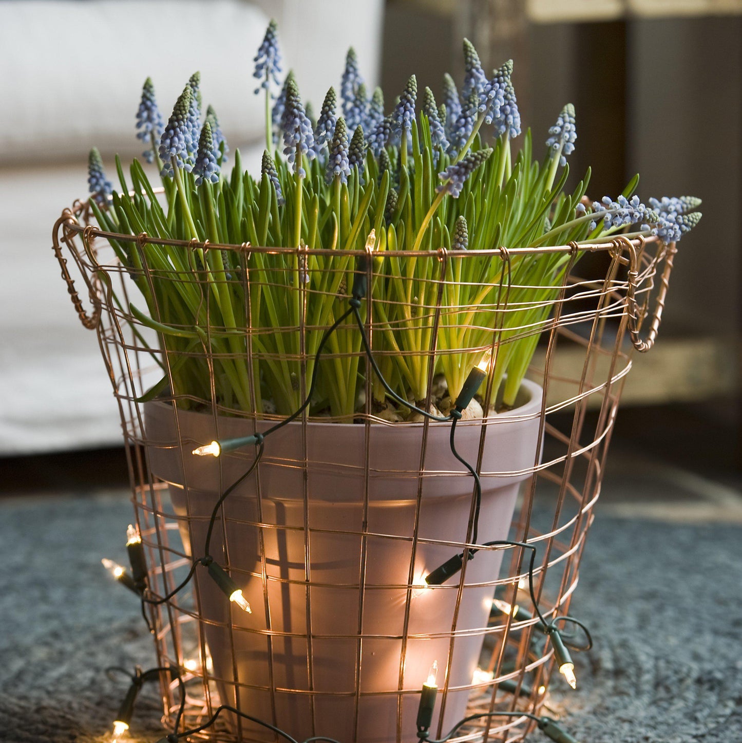 Blue Grape Hyacinth - PreOrder