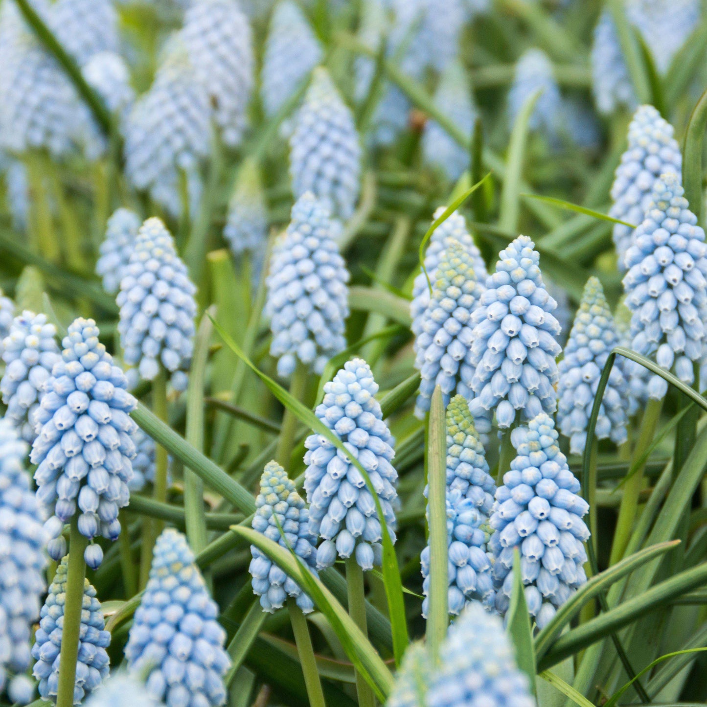 Valerie Finnis Grape Hyacinth - PreOrder