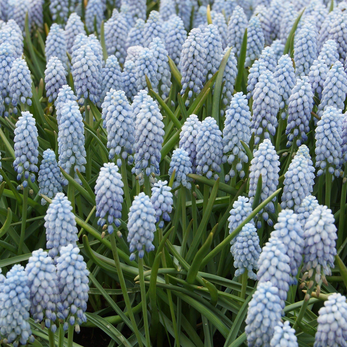 Valerie Finnis Grape Hyacinth - PreOrder