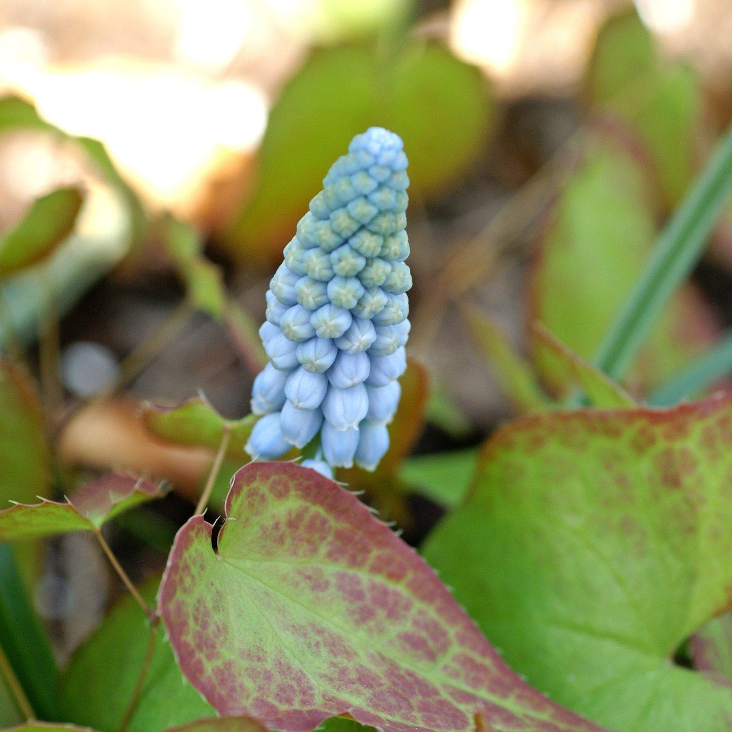 Valerie Finnis Grape Hyacinth - PreOrder