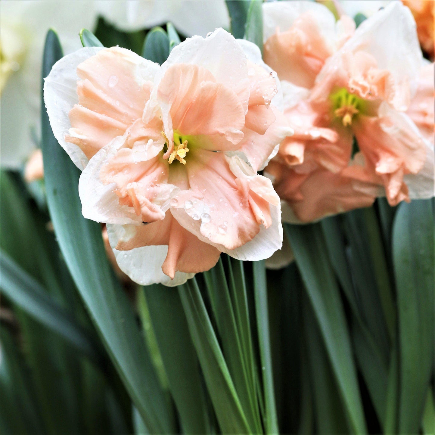 Apricot Whirl Daffodil - PreOrder
