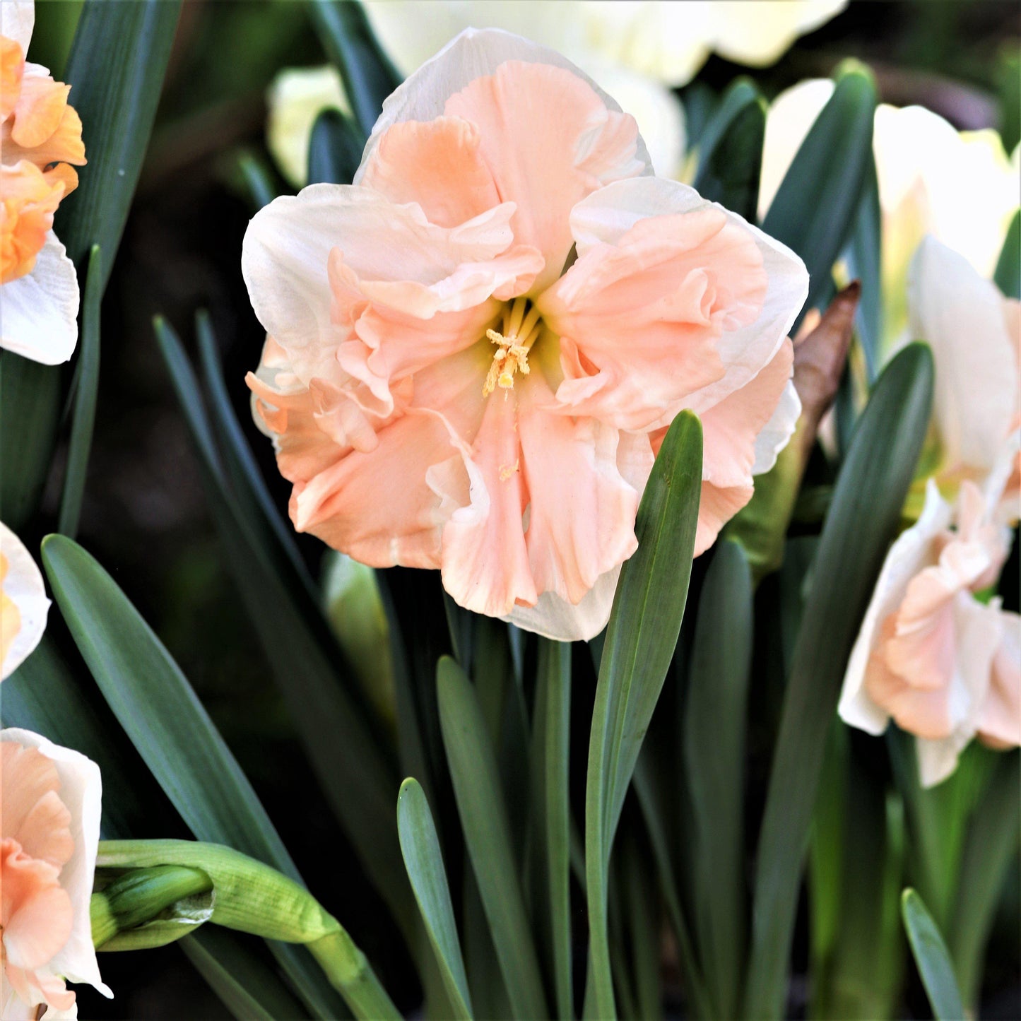 Apricot Whirl Daffodil - PreOrder