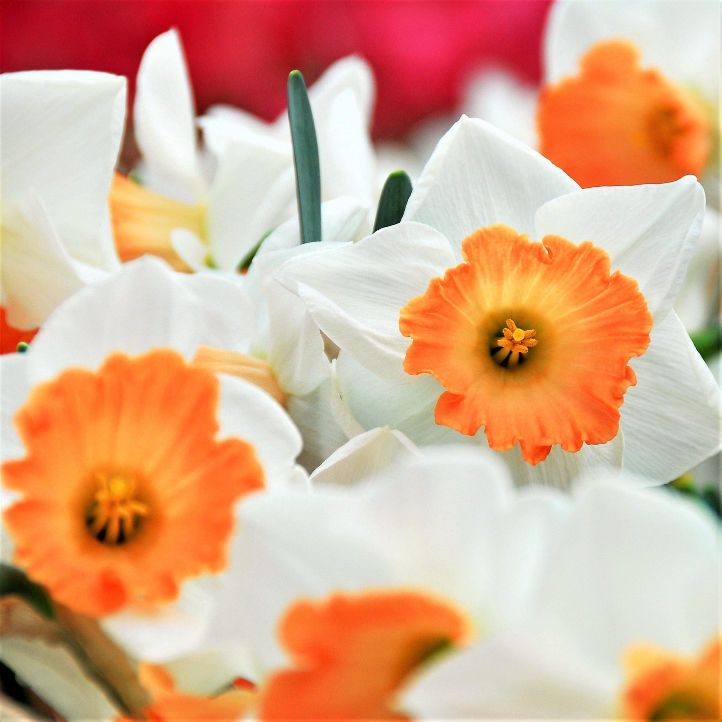 Barrett Browning Daffodil - PreOrder