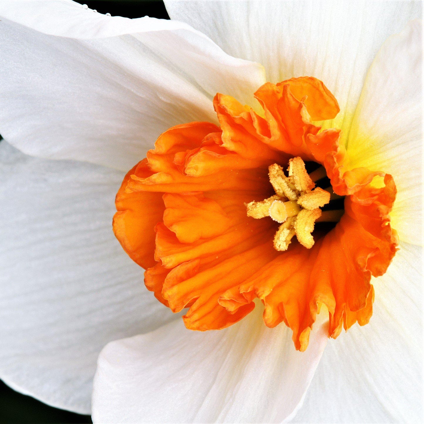 Barrett Browning Daffodil - PreOrder