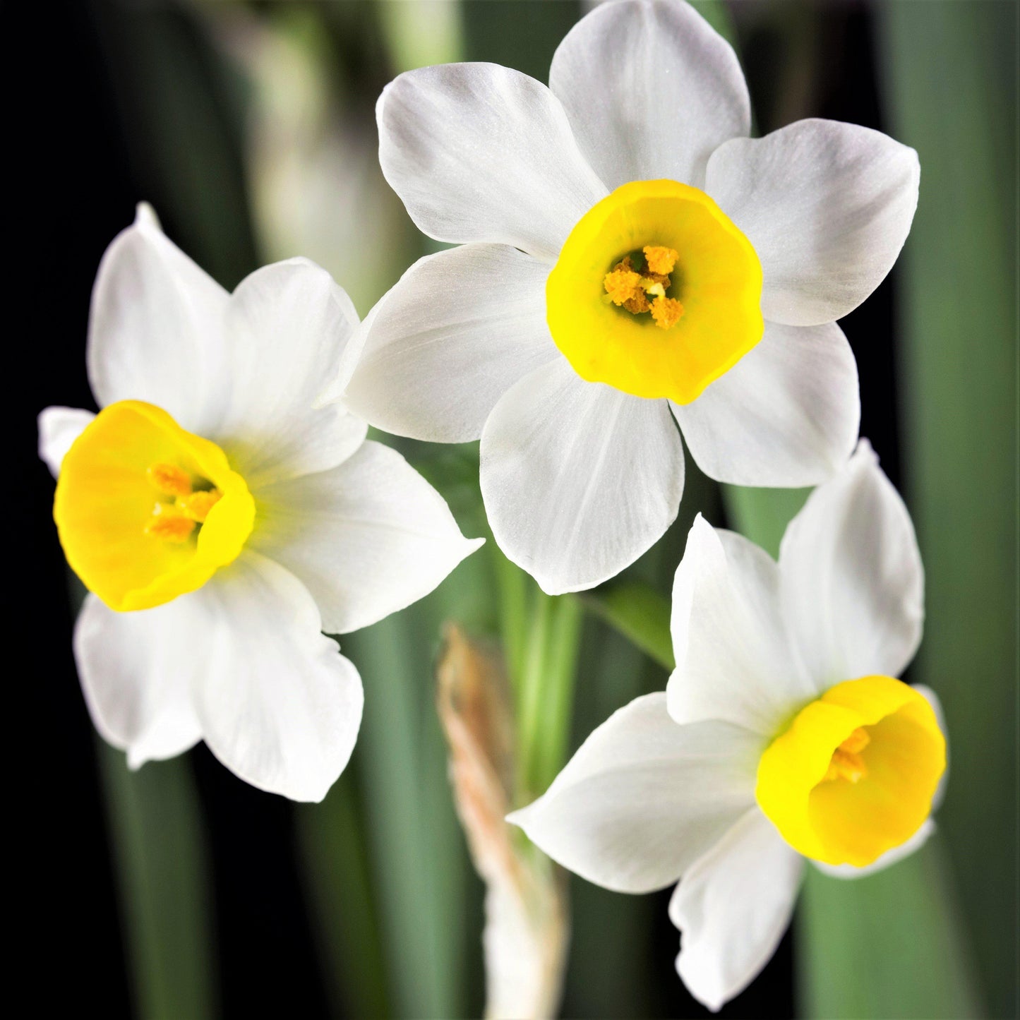 Narcissus - Daffodil Canaliculatus