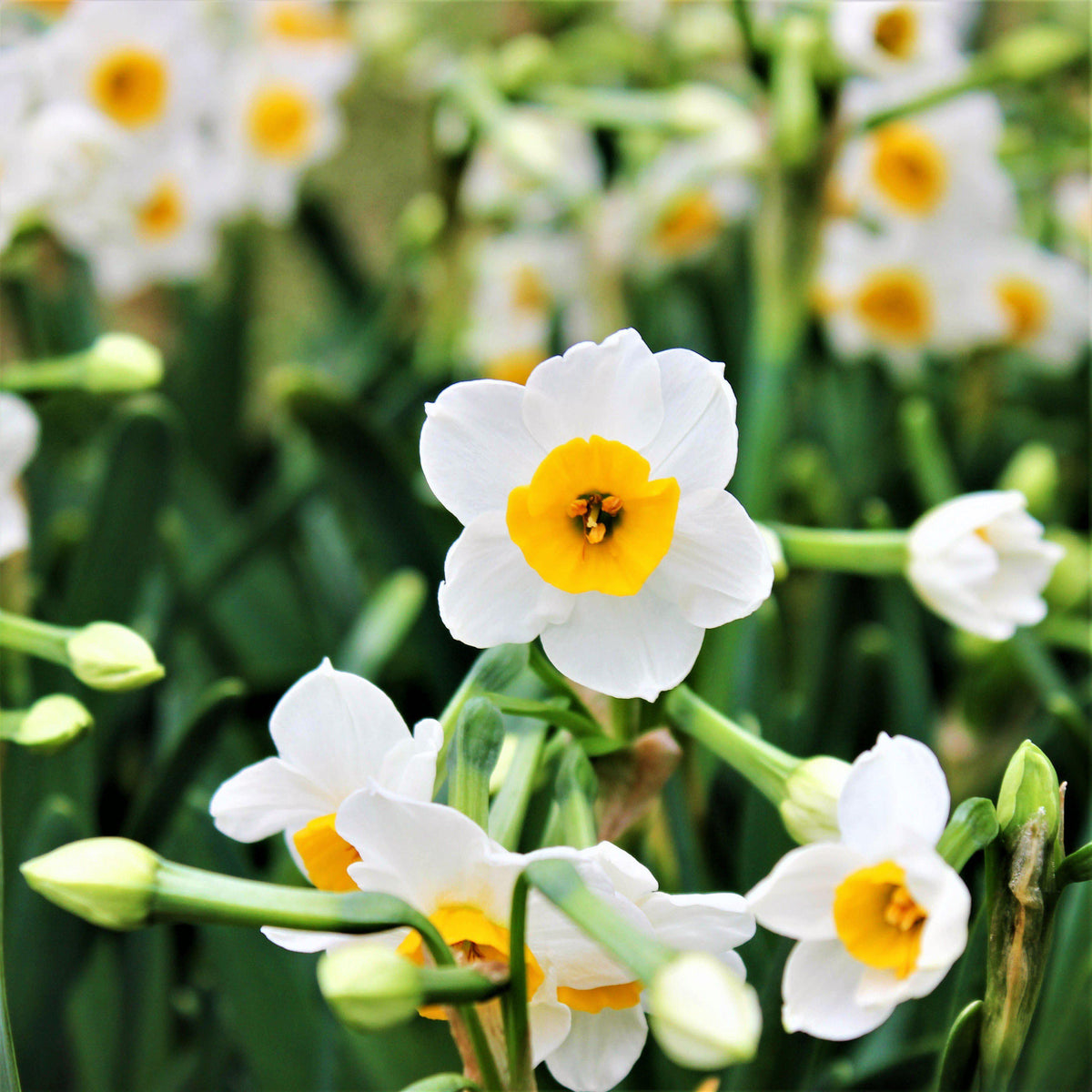 Narcissus - Daffodil Canaliculatus