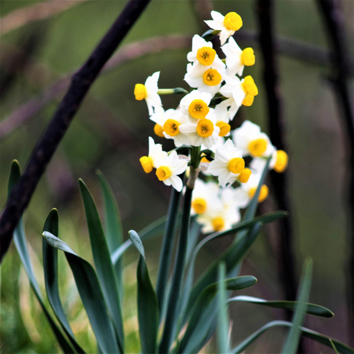 Narcissus - Daffodil Canaliculatus