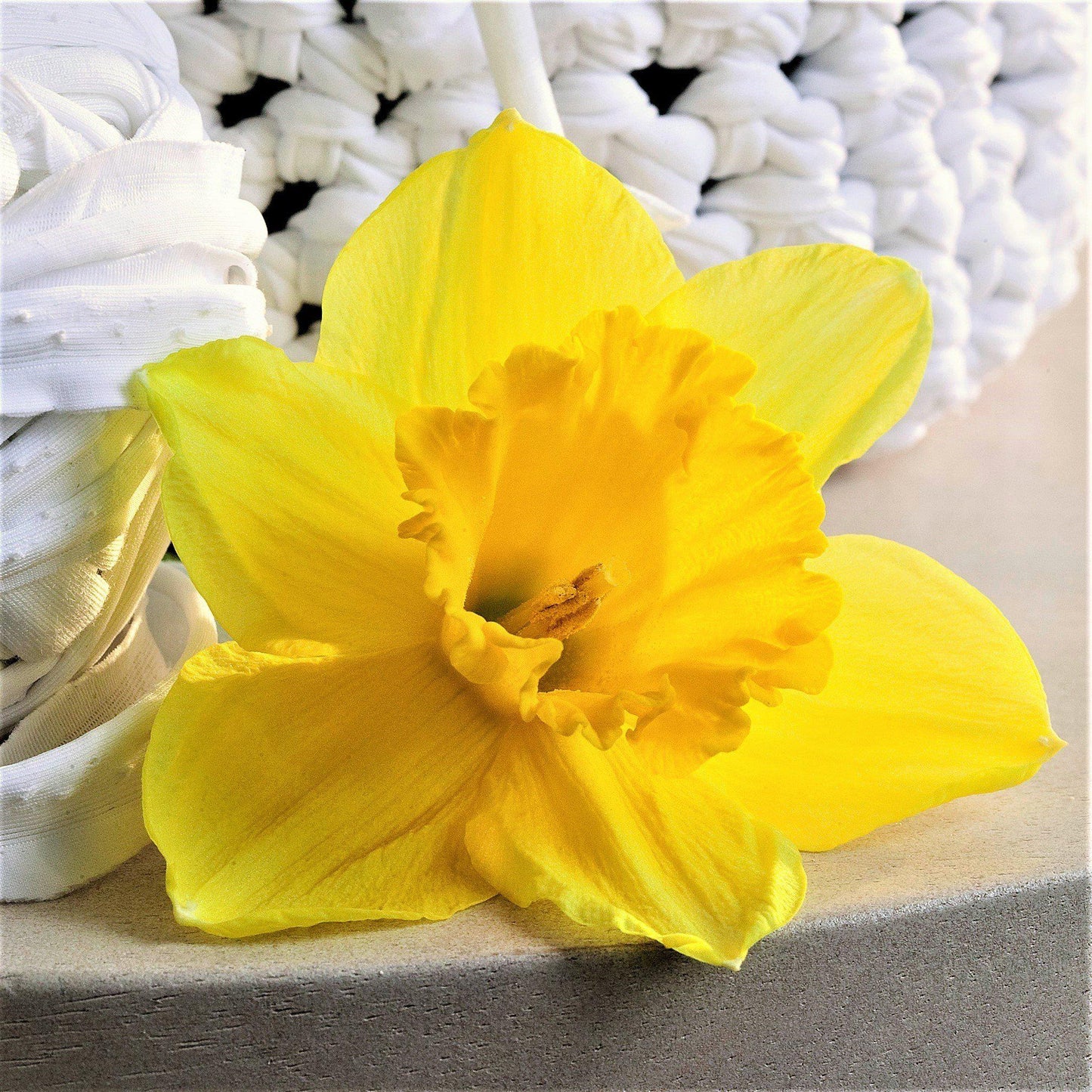Carlton Daffodil - PreOrder
