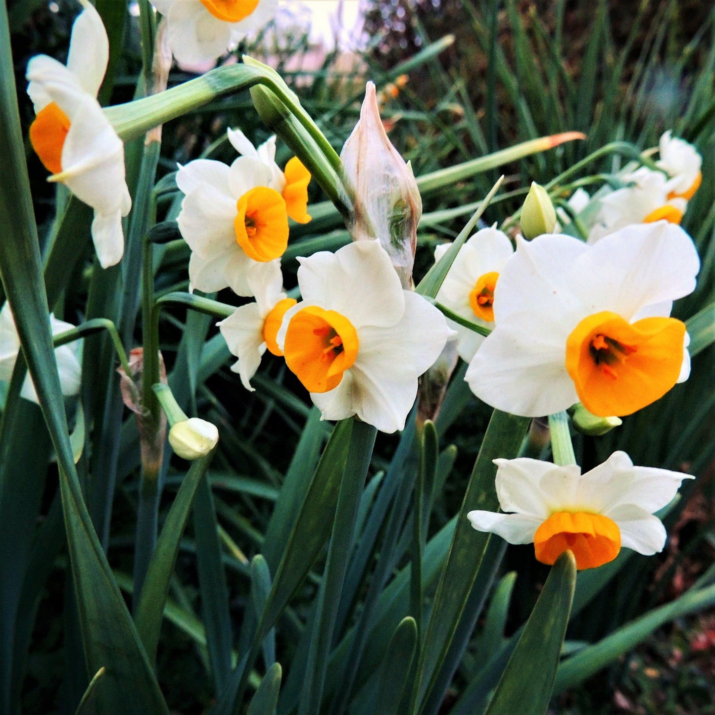 Narcissus - Daffodil Chinese Sacred Lily