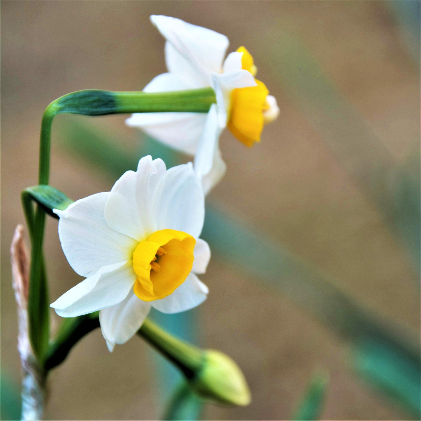 Narcissus - Daffodil Chinese Sacred Lily