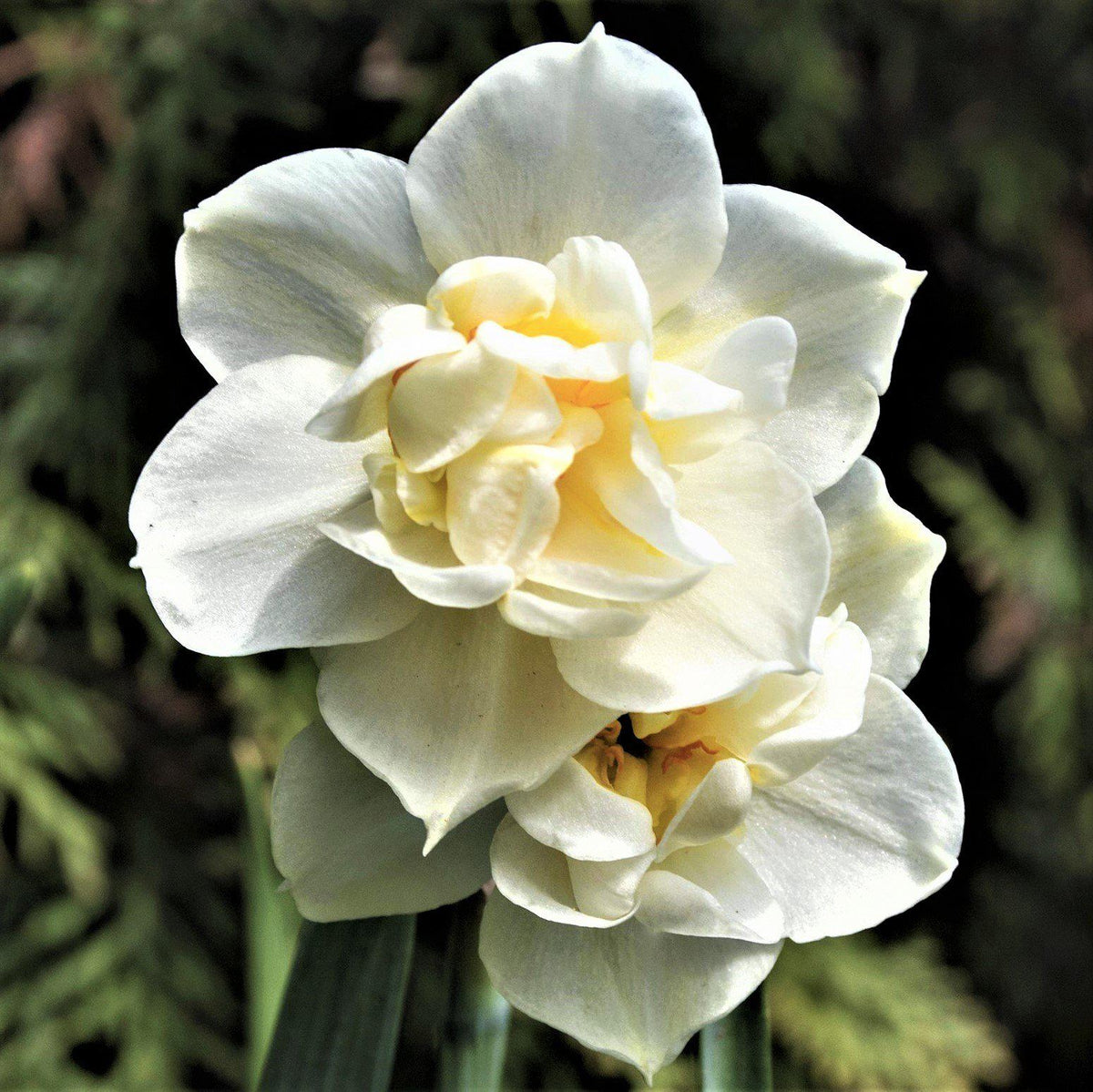 Narcissus - Daffodil Erlicheer