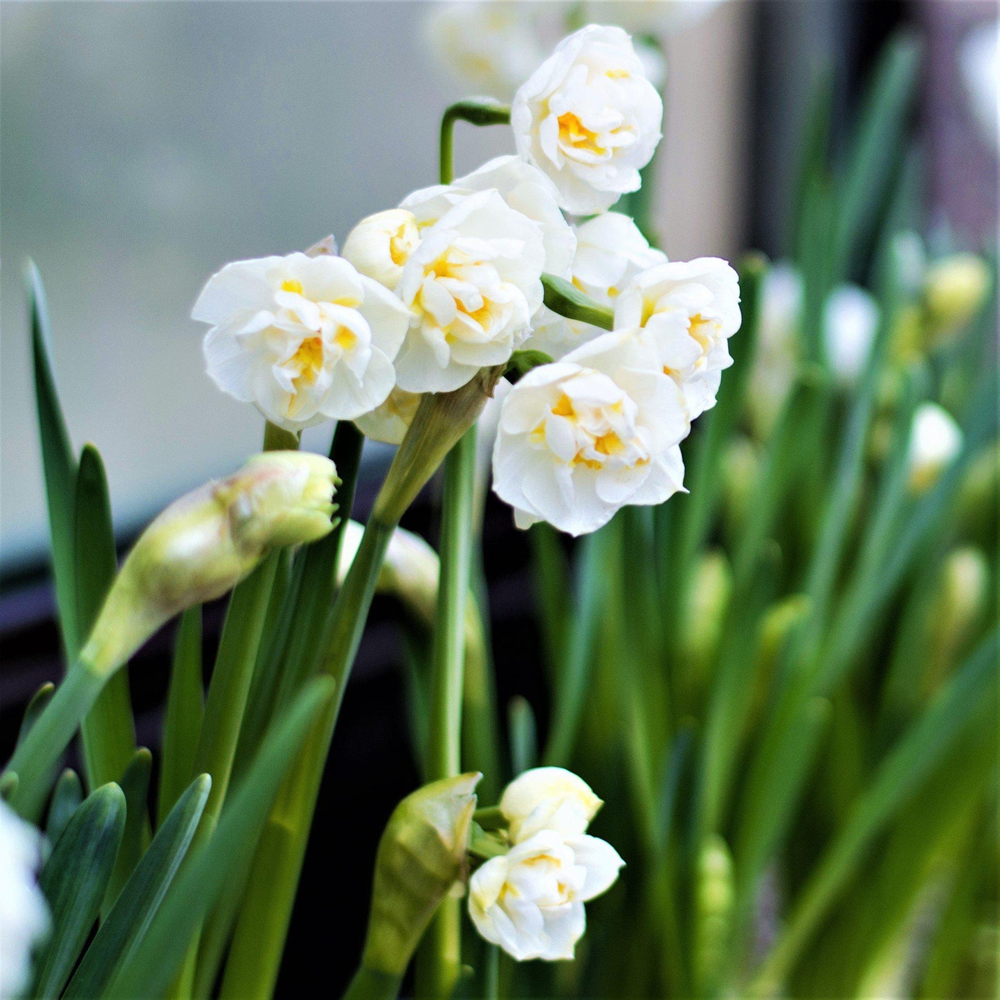 Narcissus - Daffodil Erlicheer