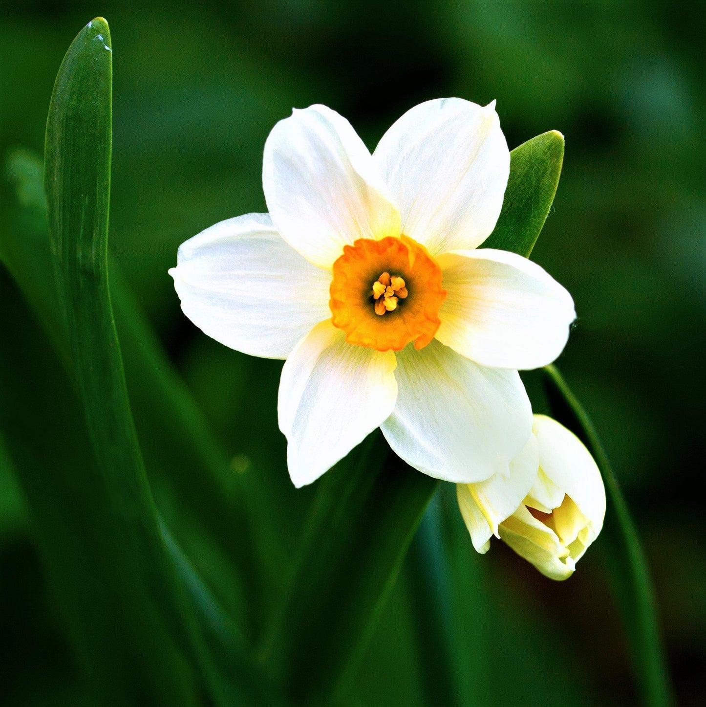 Narcissus - Daffodil Geranium