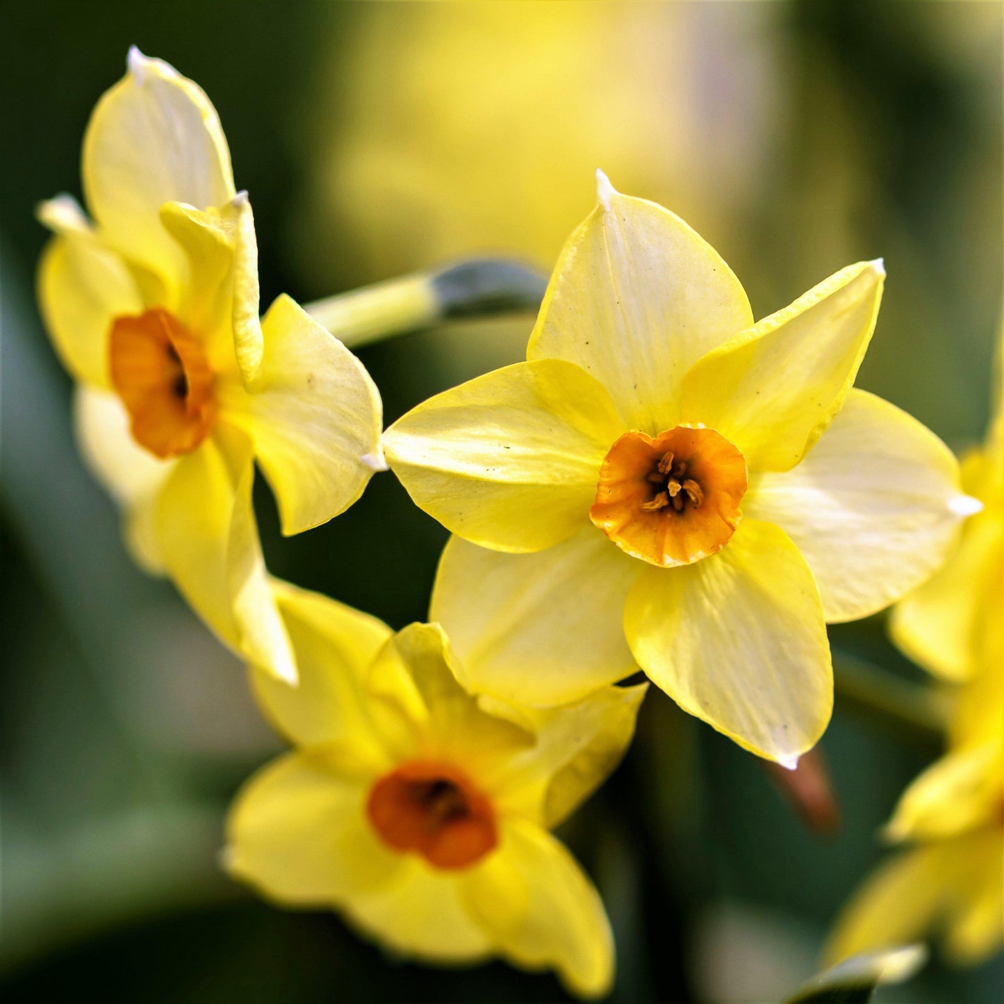 Narcissus - Daffodil Golden Dawn