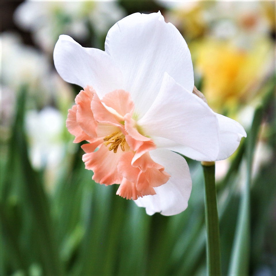 Precocious Daffodil - PreOrder