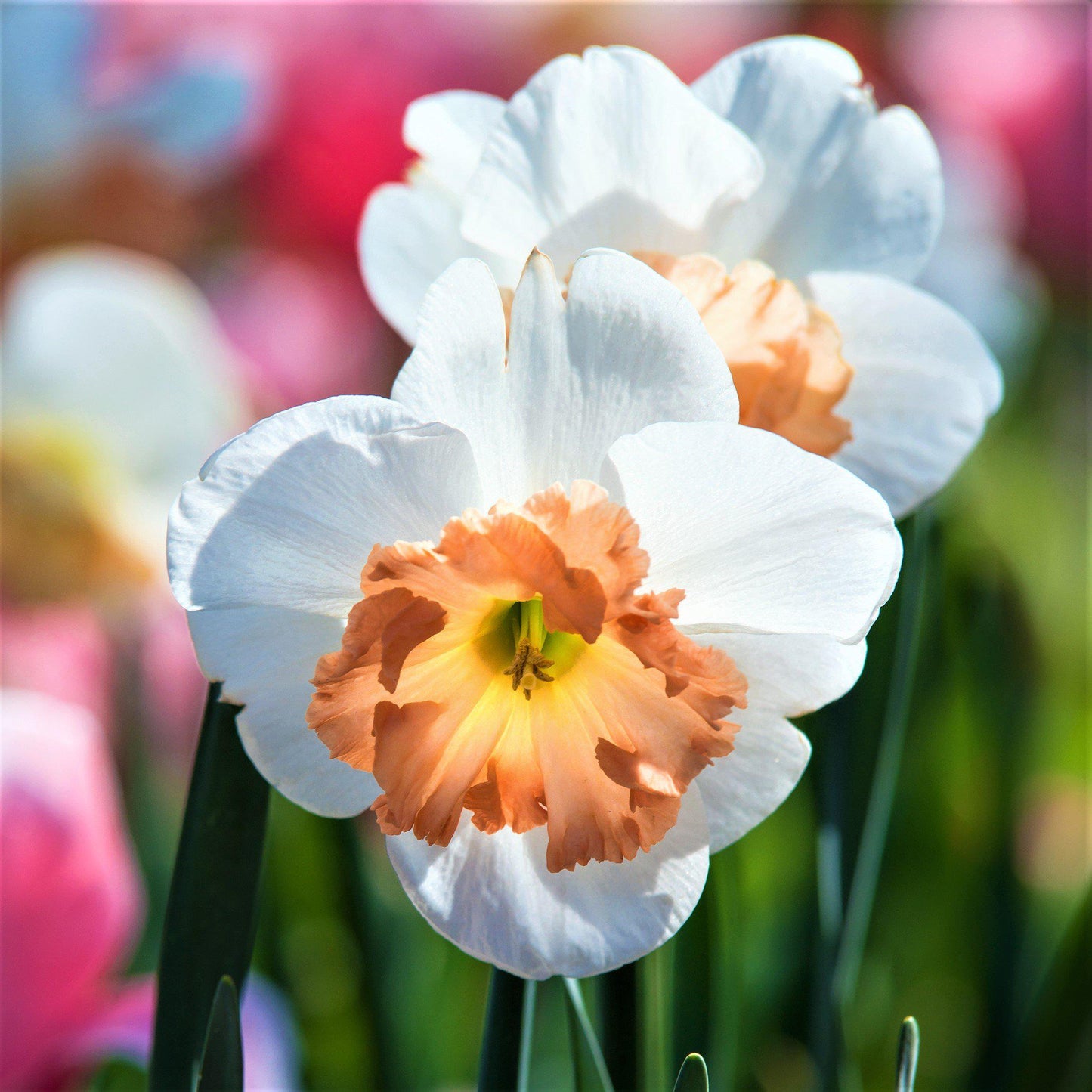 Precocious Daffodil - PreOrder