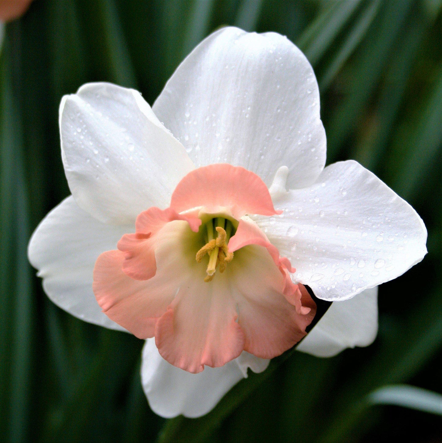 Precocious Daffodil - PreOrder