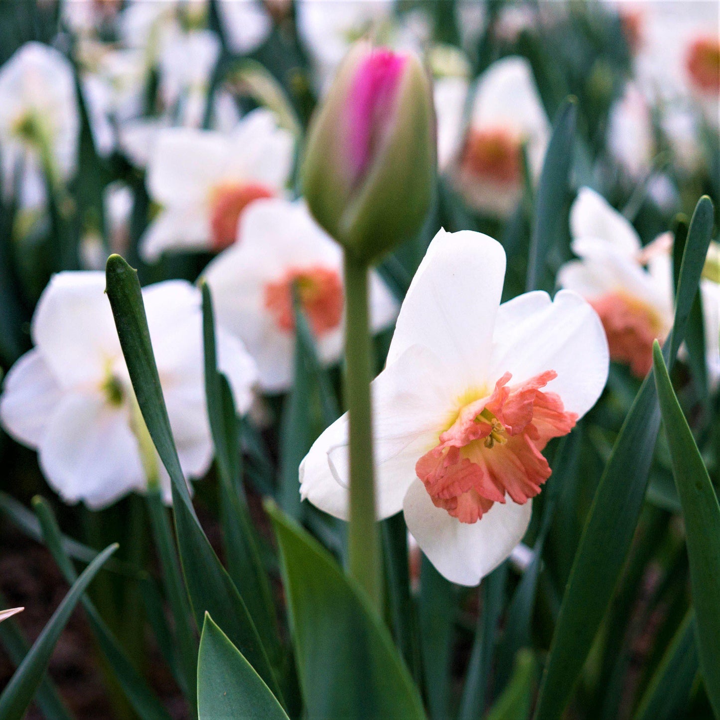 Precocious Daffodil - PreOrder