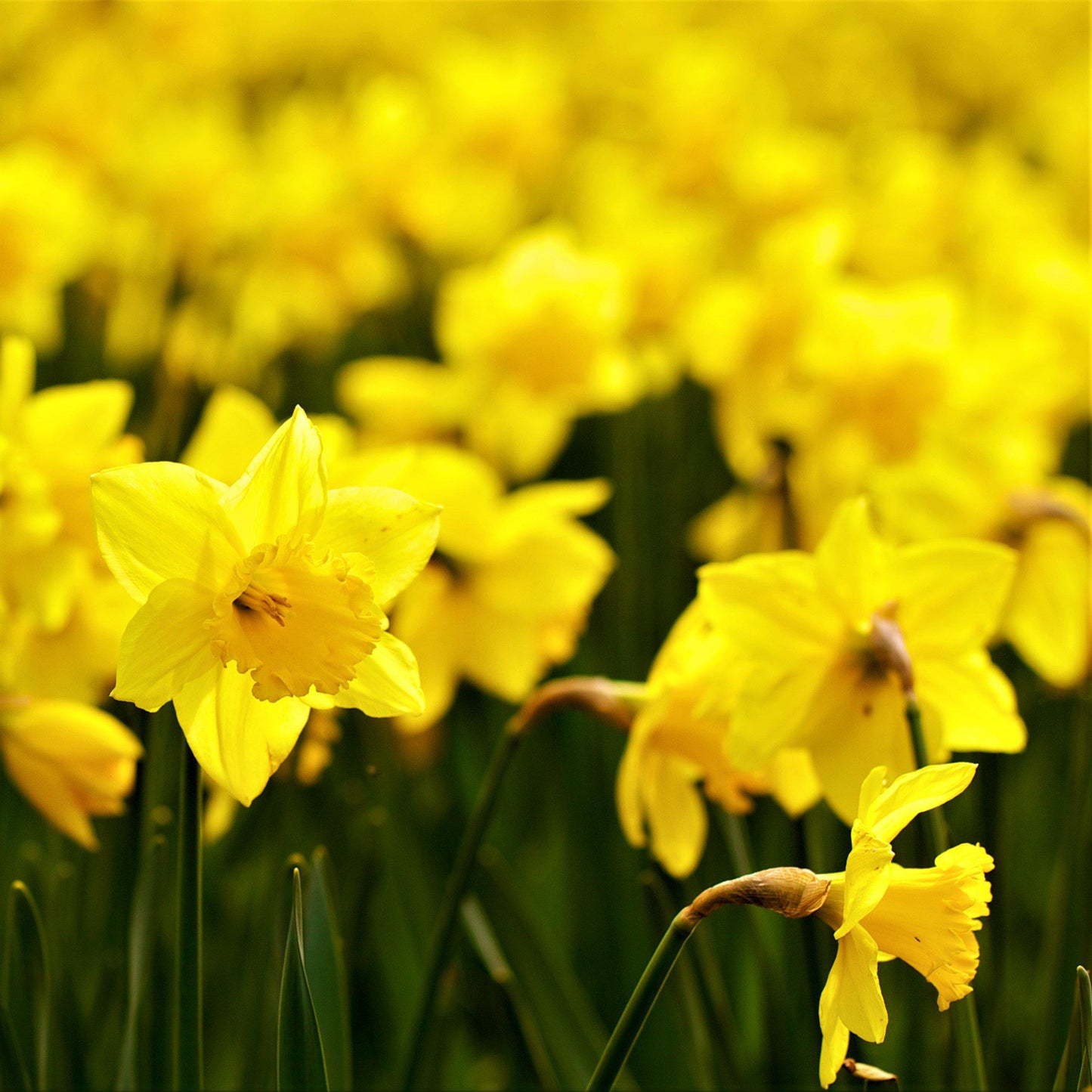 Narcissus - Daffodil Quail
