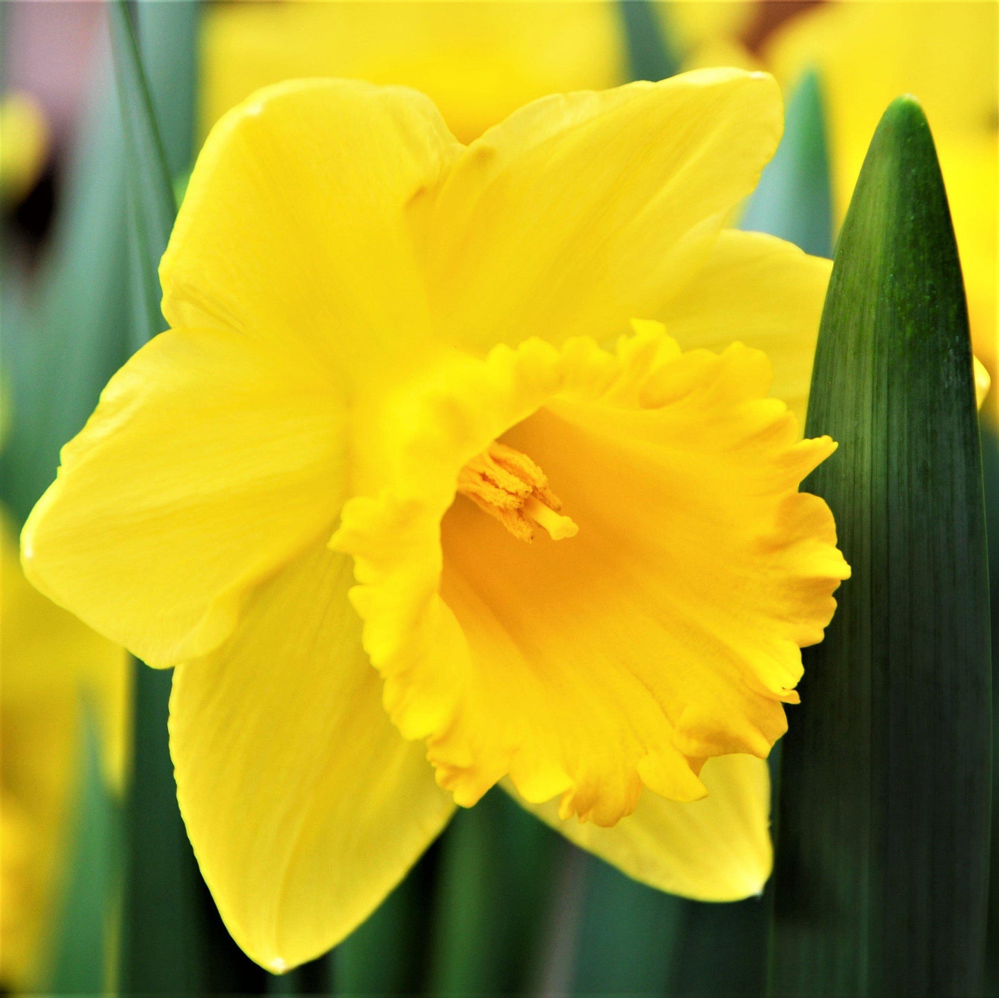 Narcissus - Daffodil Quail