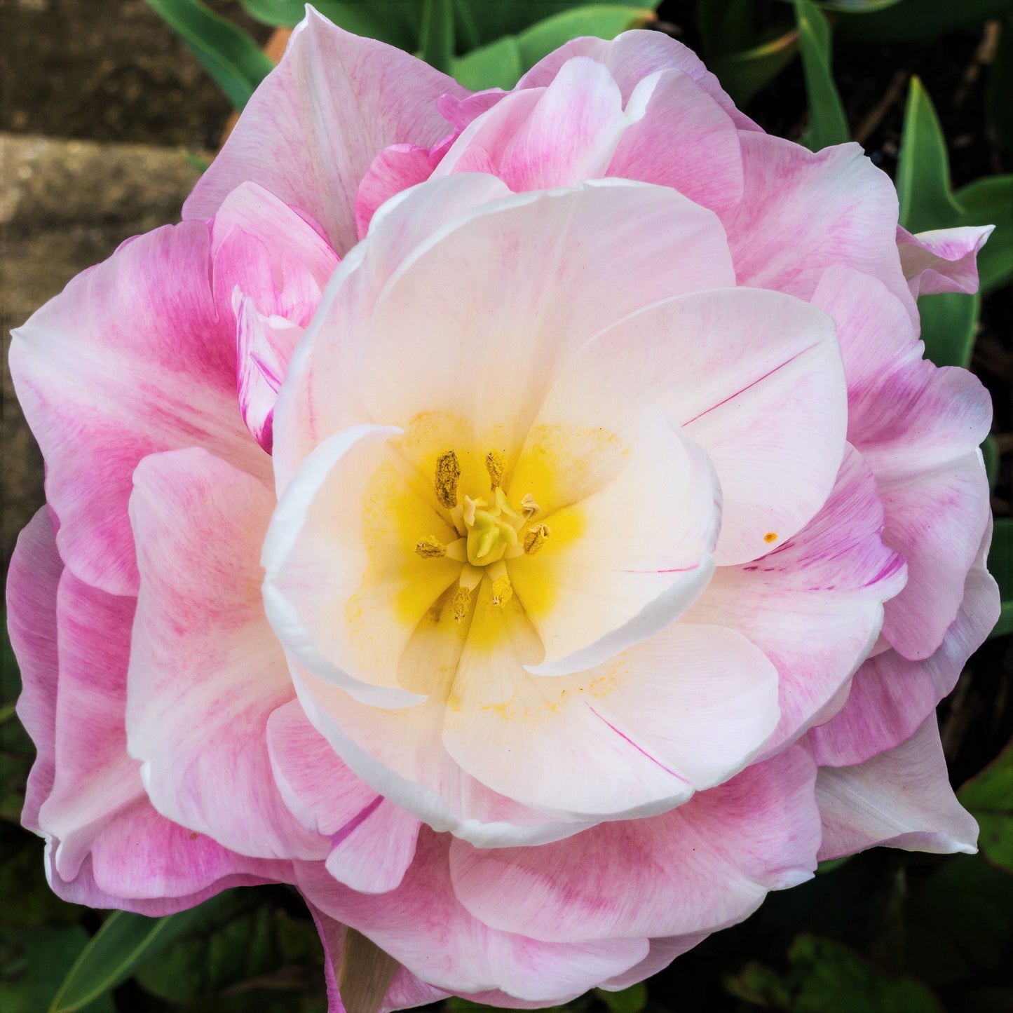 Tulip - Angelique