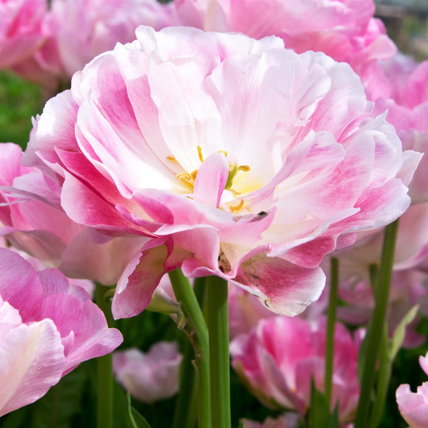 Tulip - Angelique