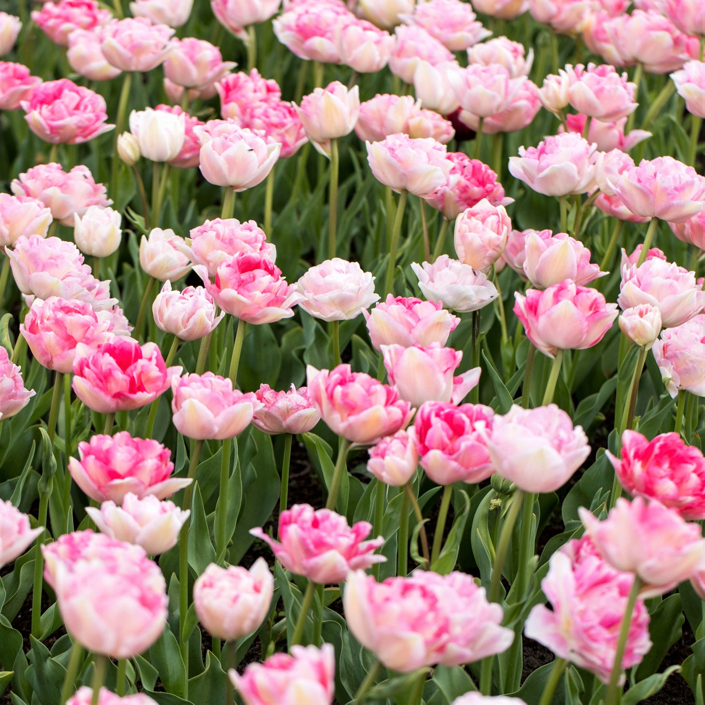 Tulip - Angelique