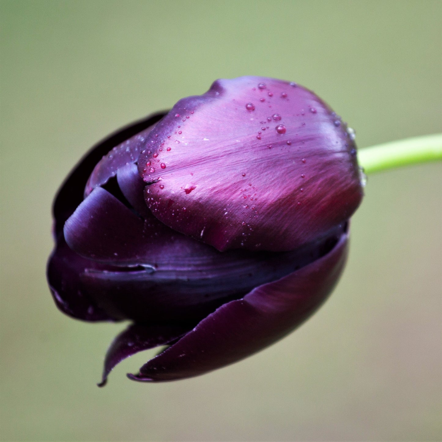 Tulip - Black Hero