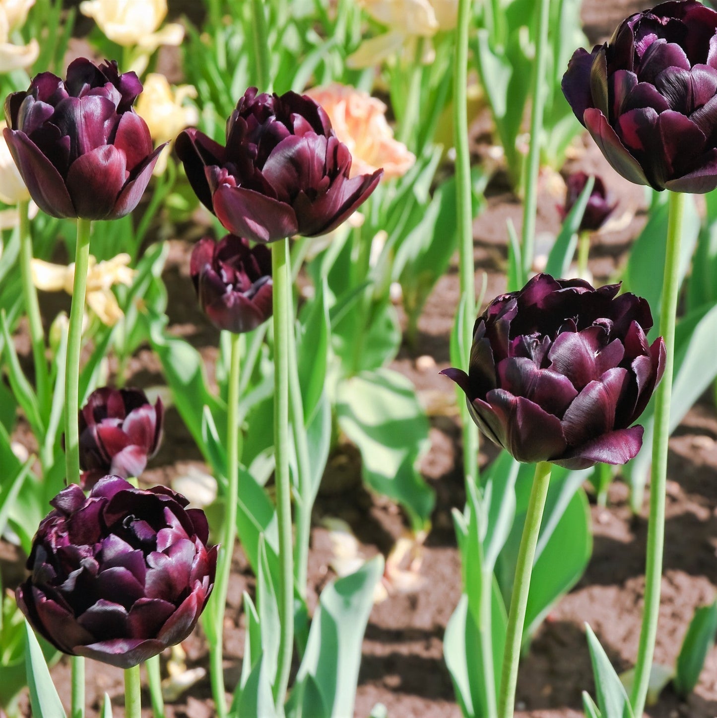 Tulip - Black Hero