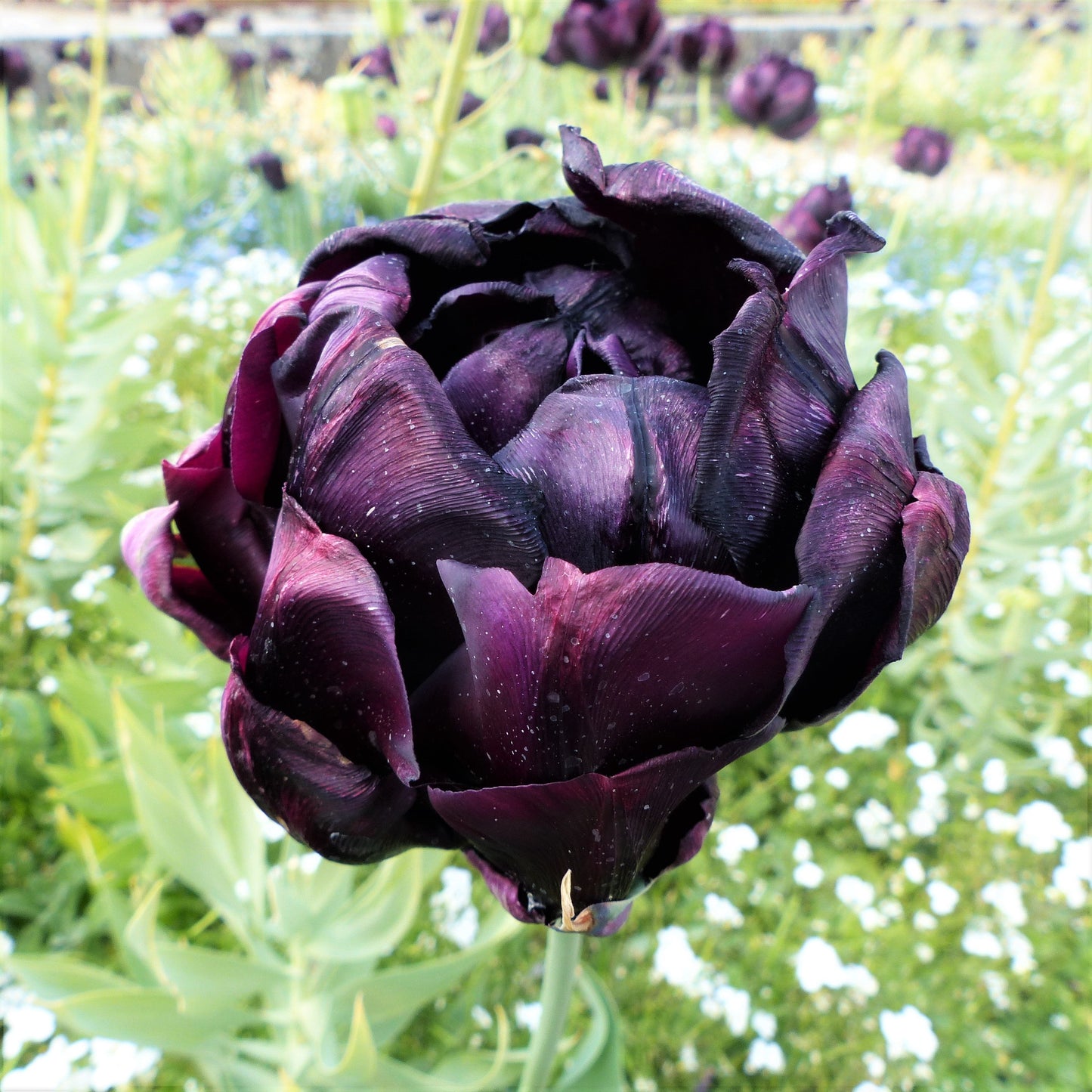 Tulip - Black Hero