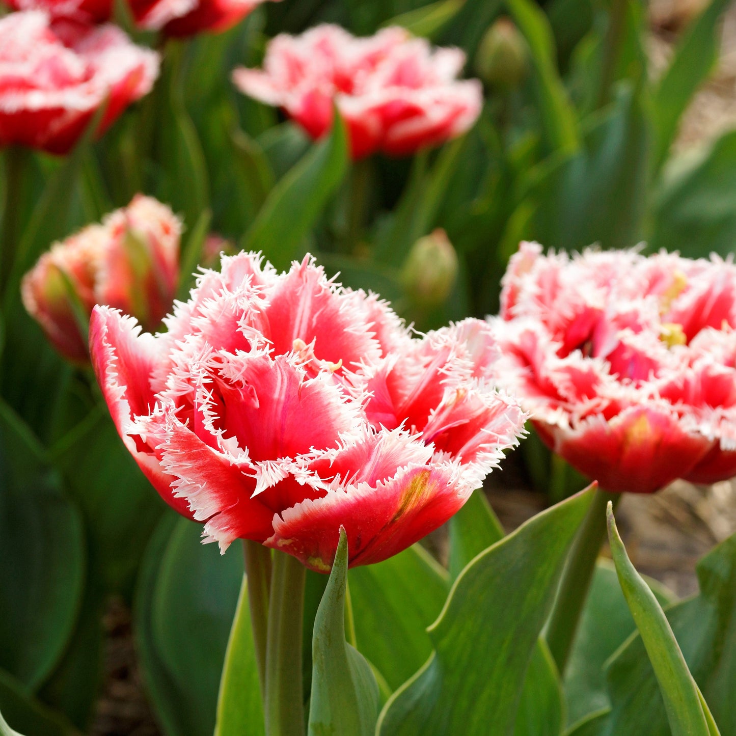 Tulip - Brest (Fringed)