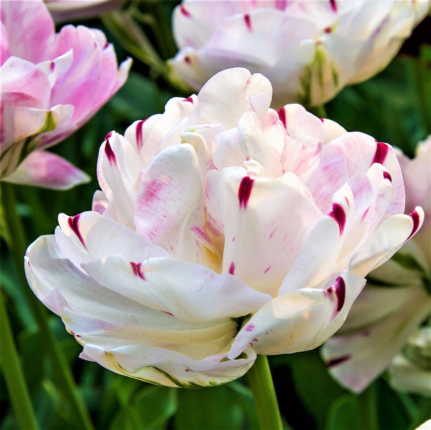 Tulip - Danceline