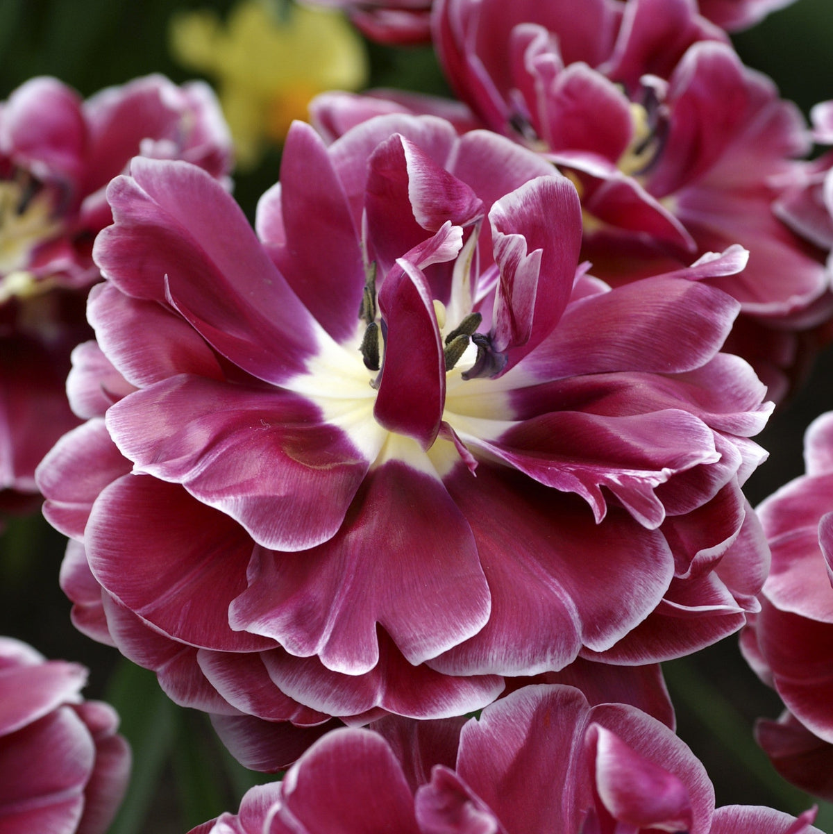 Tulip - Dream Touch
