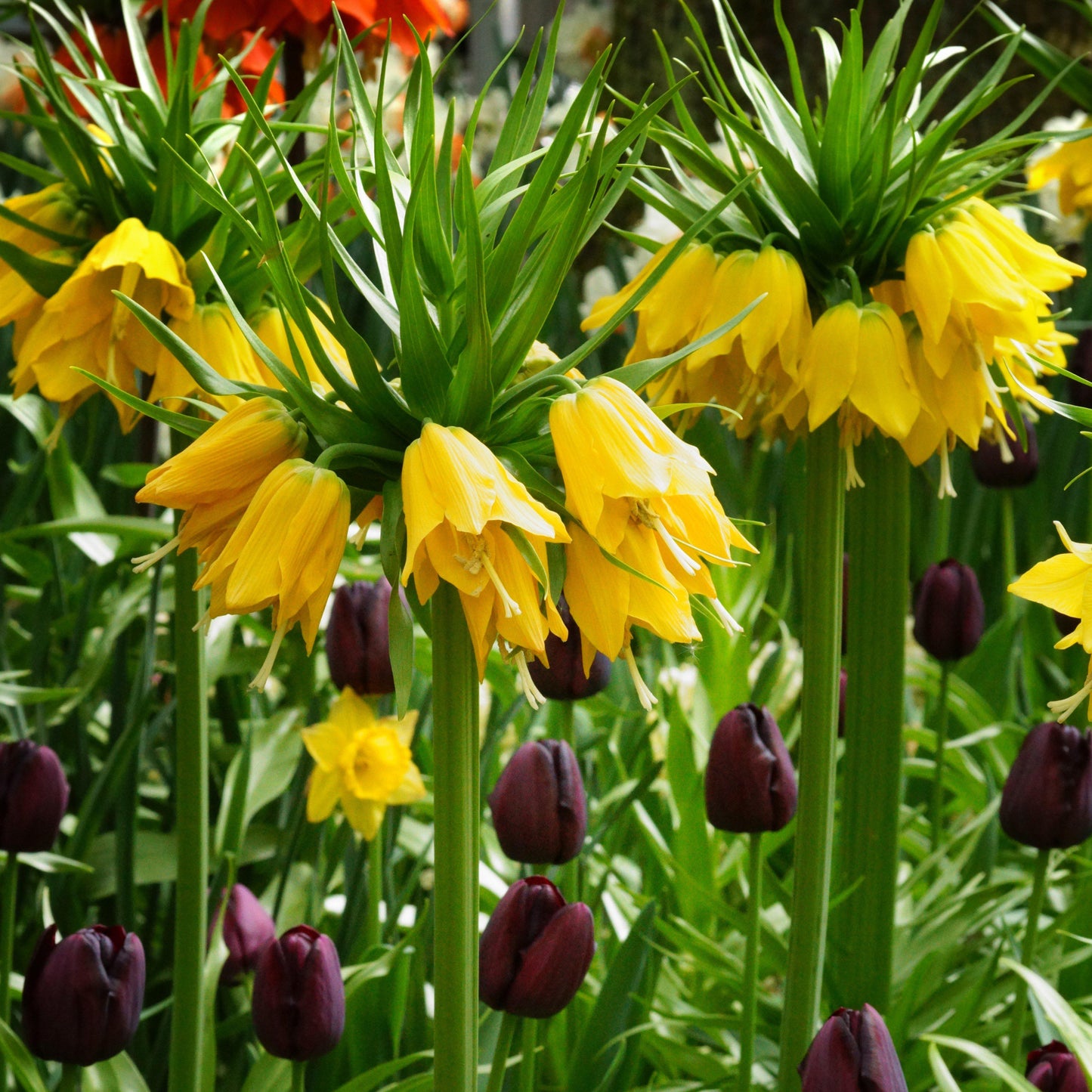 Fritillaria - Crown Imperial Yellow