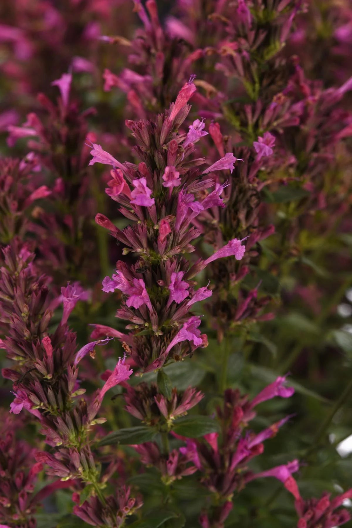 SUMMERLONG LILAC AGASTACHE 1gal