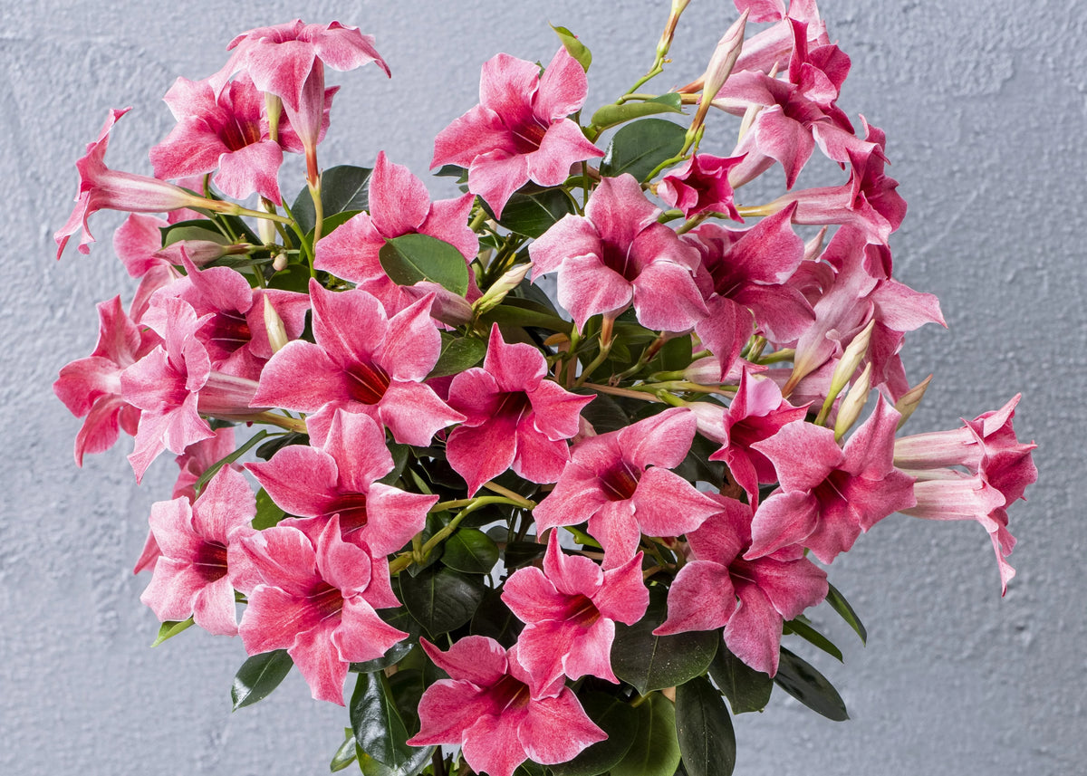 MAUVELOUS SUN PARASOL MANDEVILLA 2gal