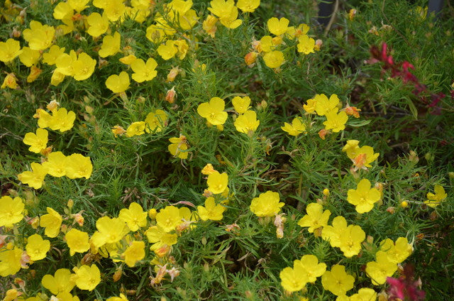 SUNDROPS BUTTERCUPS 1gal