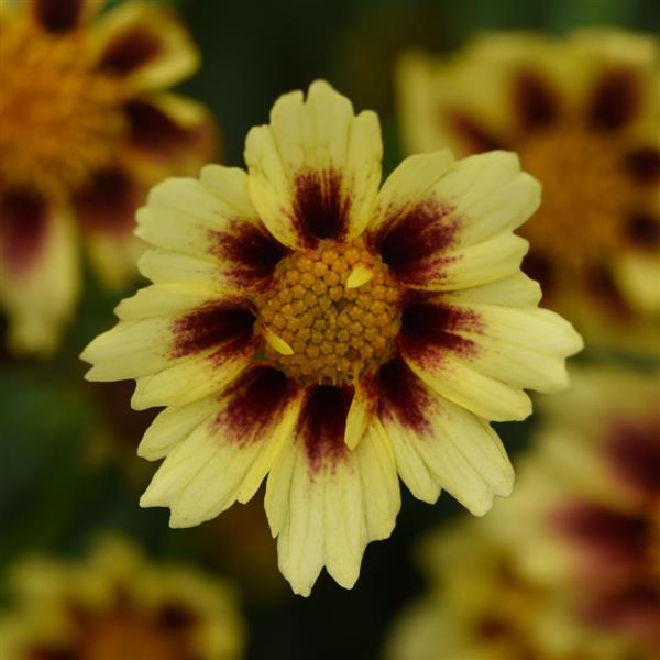 SUNFETTI BICOLOR COREOPSIS 1gal