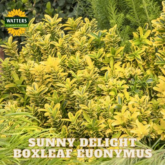 SUNNY DELIGHT BOXLEAF EUOYMUS 2gal