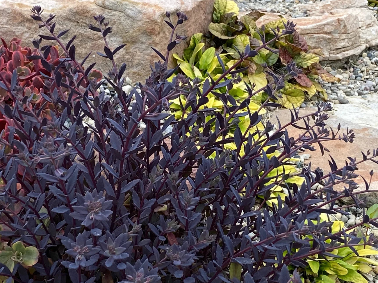 SEDUM SAPPHIRE TUFFET 1gal