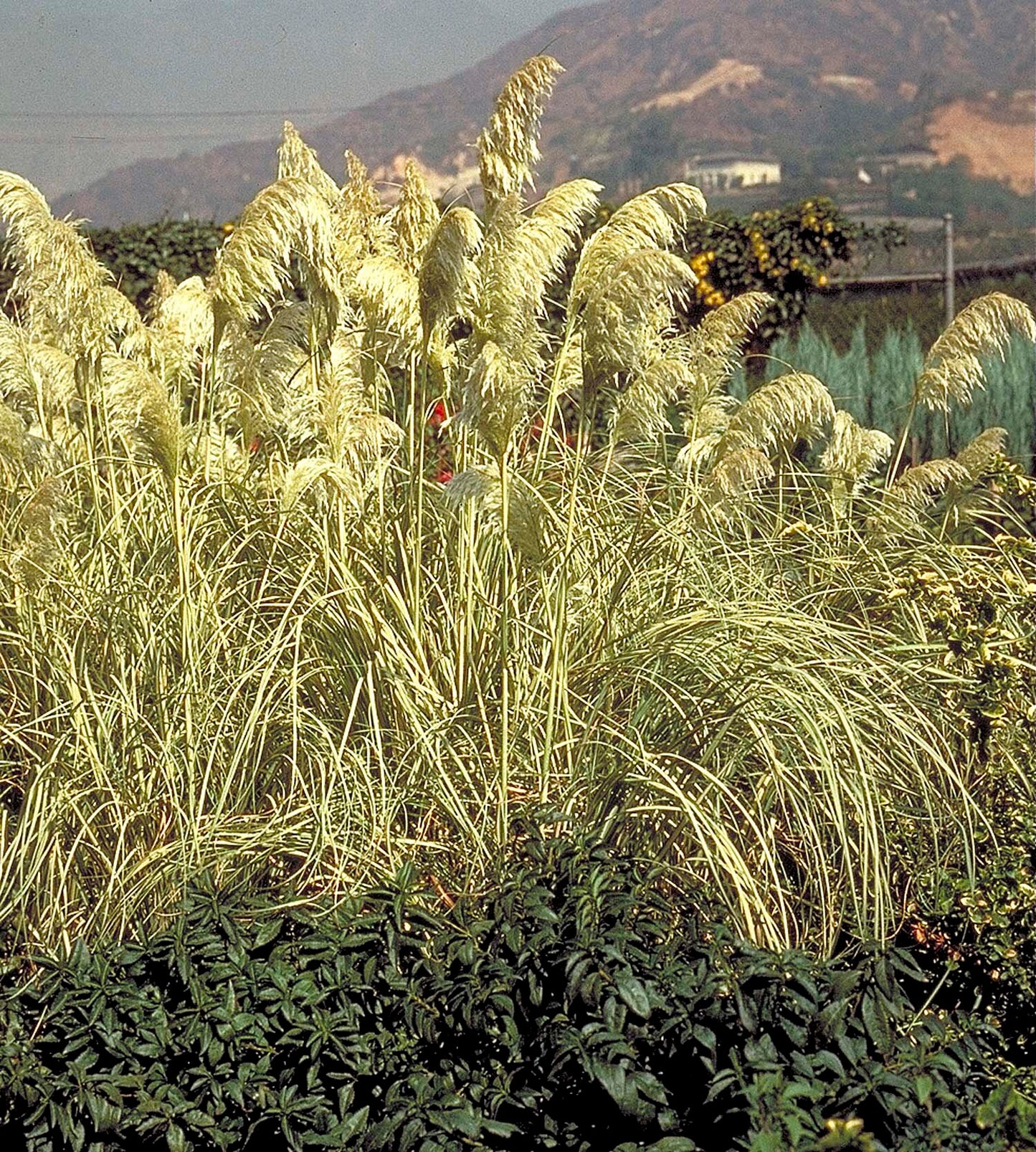 SUN STRIPE PAMPAS GRASS 1gal