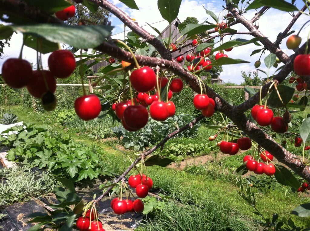 SWEET CHERRY PIE TREE 5gal