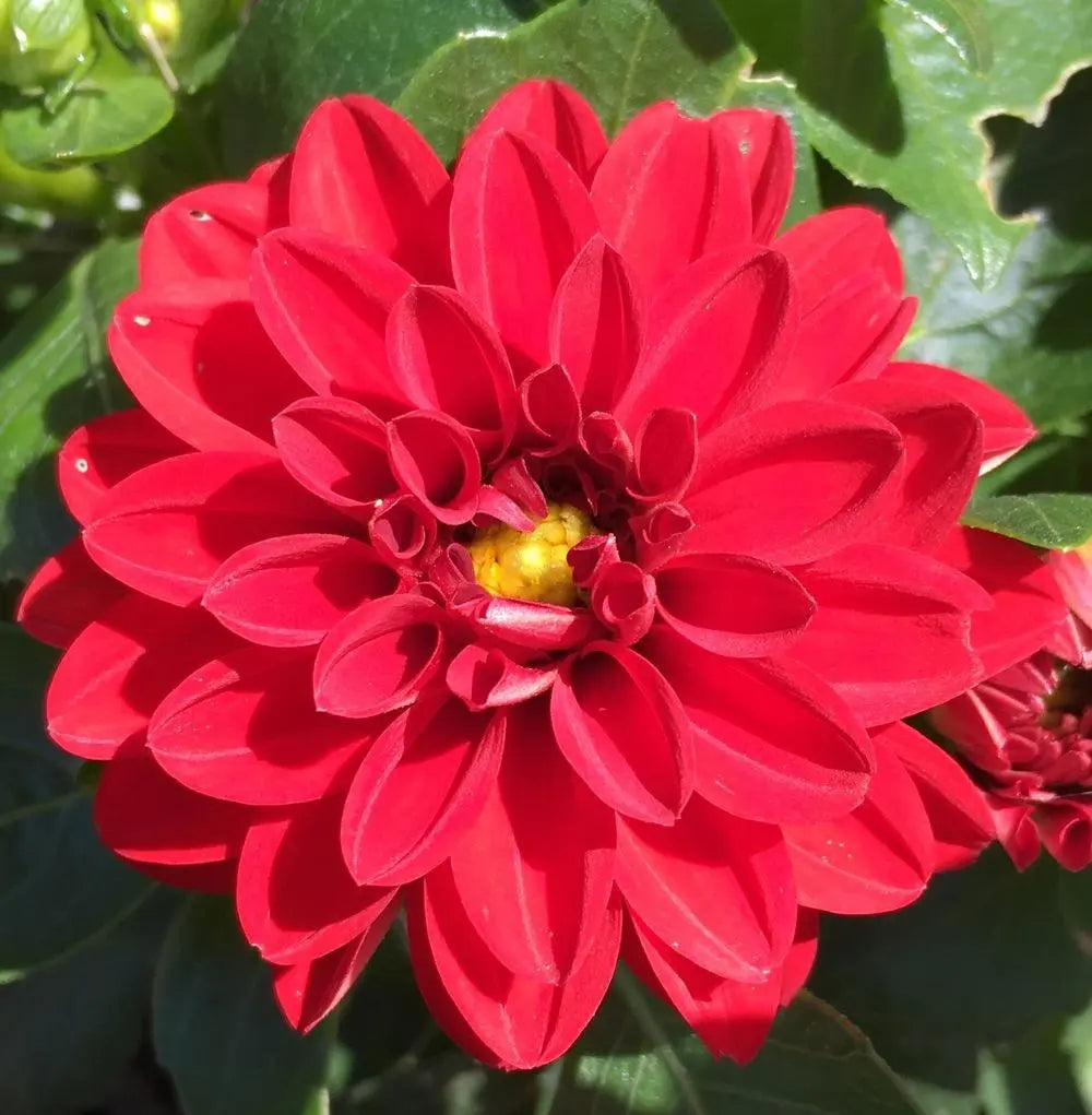 DAHLIETTA TESSY RED DAHLIA 4in